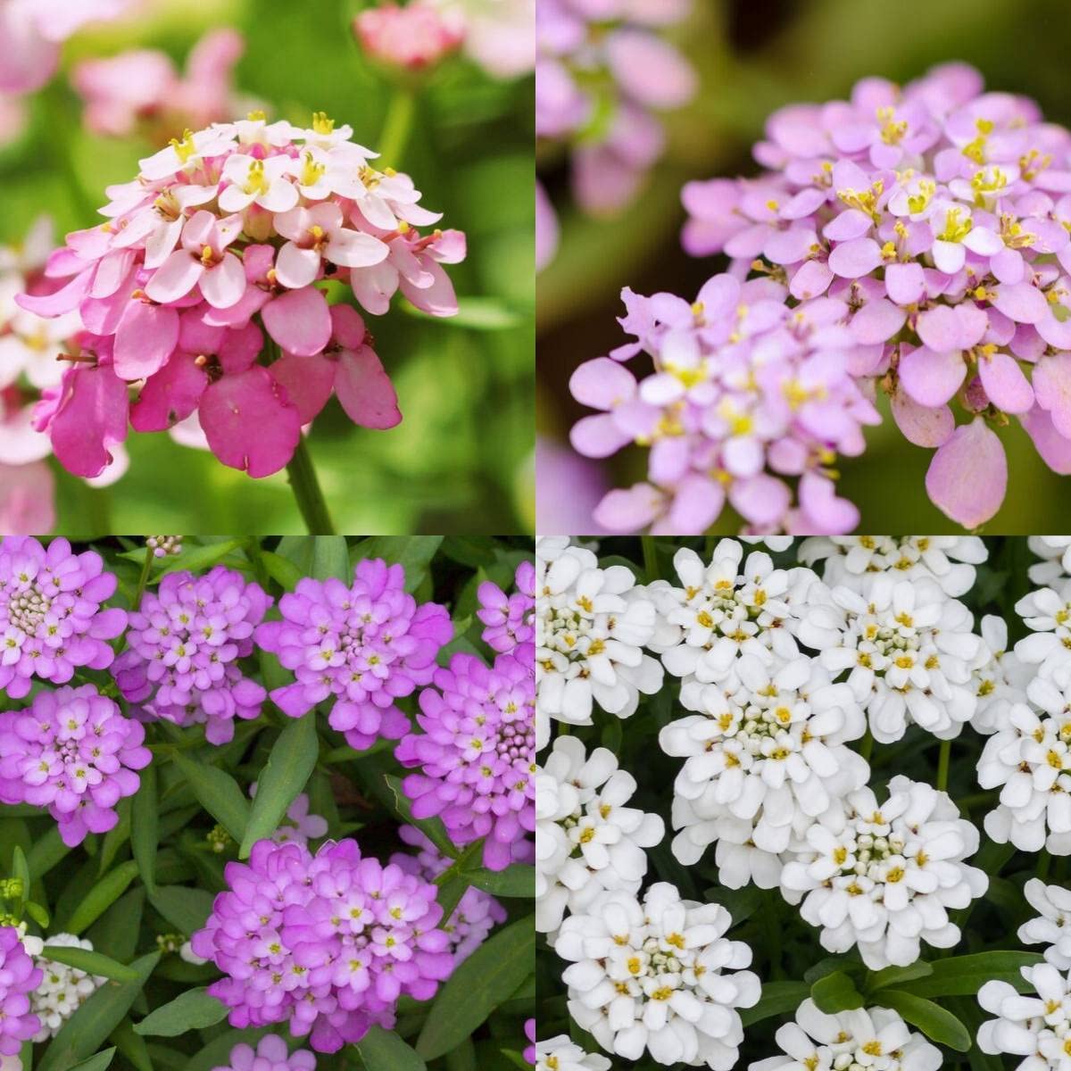 See full amazon price history chart for Candytuft Hybrid Flower Seeds | Candytuft Flower Seeds For Planting "FLORA SEEDS" Candytuft Hybrid Flower Seeds | Candytuft Flower Seeds For Planting "FLORA SEEDS" (B0BTP4G5Z9) Amazon Price History, Amazon Price Tracker