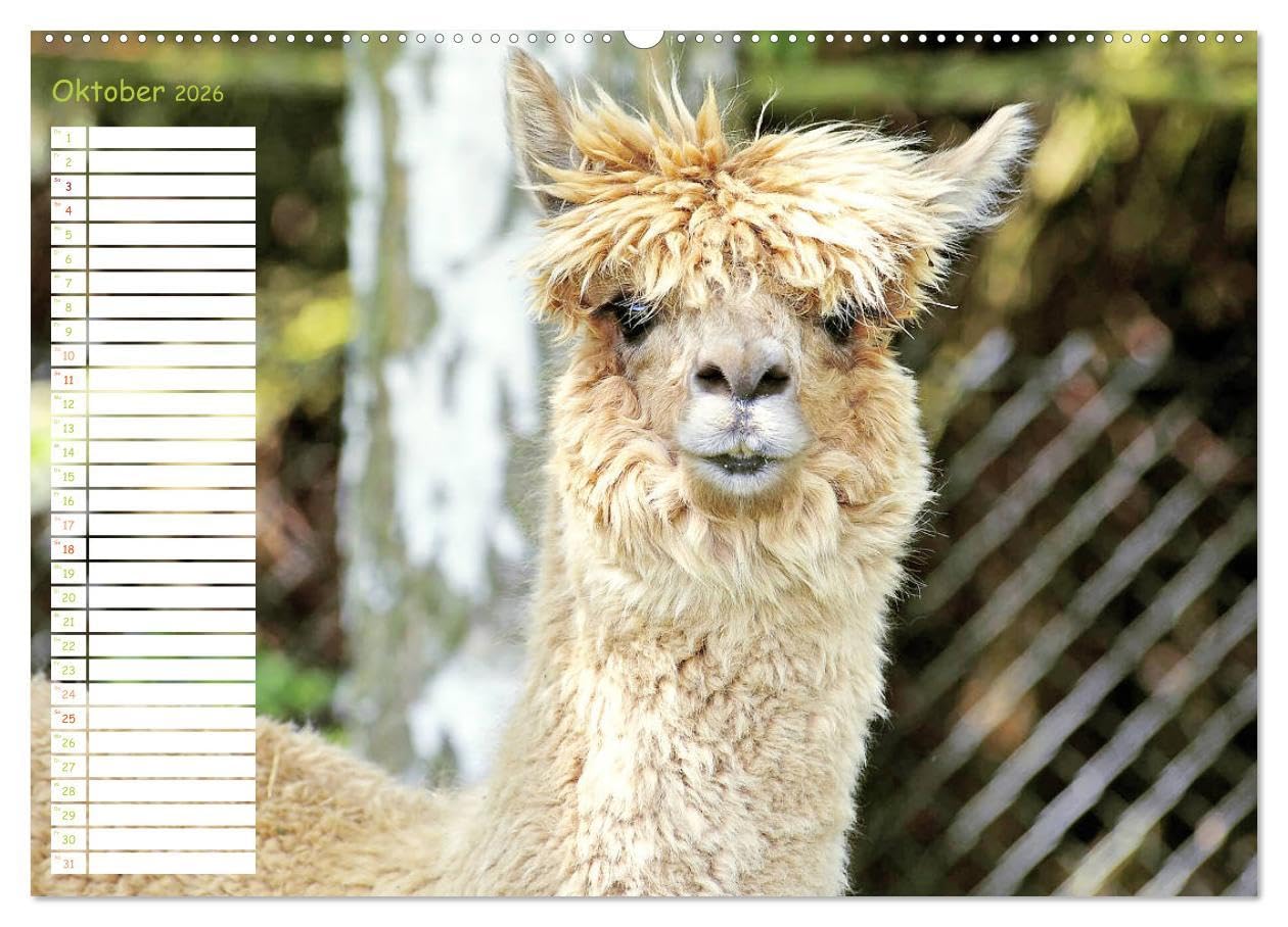 Alpakas: Wollige Kleinkamele aus Südamerika - Edition lustige Tiere (hochwertiger Premium Wandkalender 2026 DIN A2 quer), Kunstdruck in Hochglanz: ... Wuschelköpfe aus den Anden (CALVENDO Tiere)