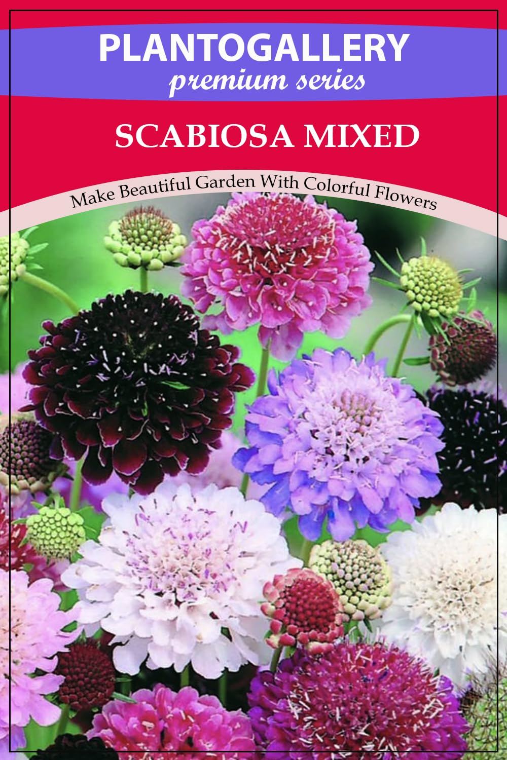 Plantogallery Imported Seeds - Scabiosa Mixed Flower Seeds New Variety For Home Gardening - Pack of 50 Seeds (B0CCJZVK42) Amazon Price History, Amazon Price Tracker