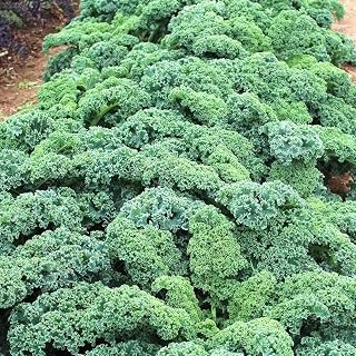 NO-GMO 120 Seeds, Vates Kale Seeds, Salads Vegetable Gardening Heirloom Seeds