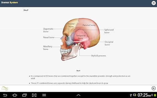 Human Body Anatomy