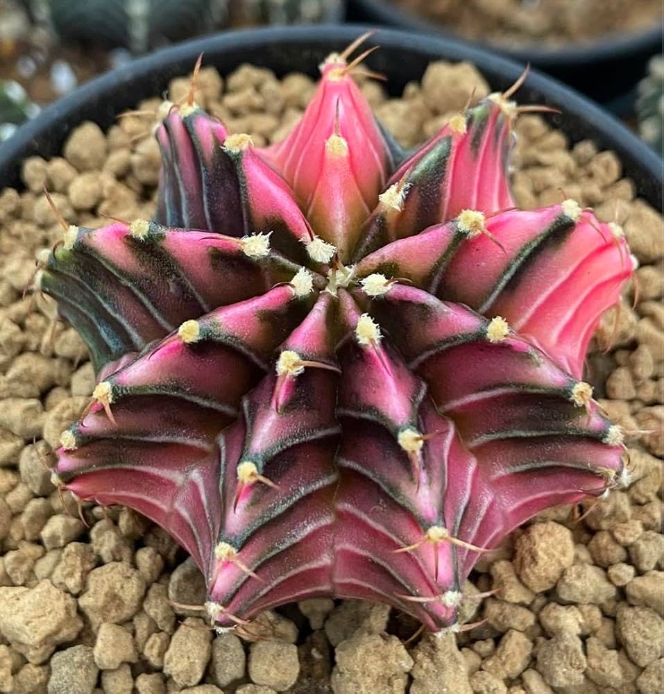 サボテン ギムノカリキウム 緋牡丹錦