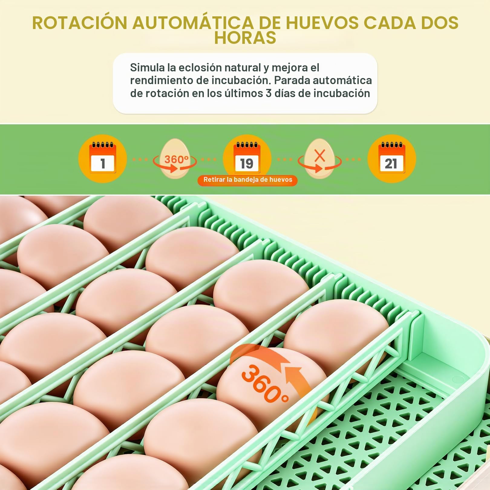 Sailnovo Incubadora de Huevos Automática 48 Huevos con Control Preciso Temperatura/Humedad, Volteador Automático de Huevos, Vista 360°, Ovoscopio Para Huevos, Para Gallina/Pato/Codorniz,Verde