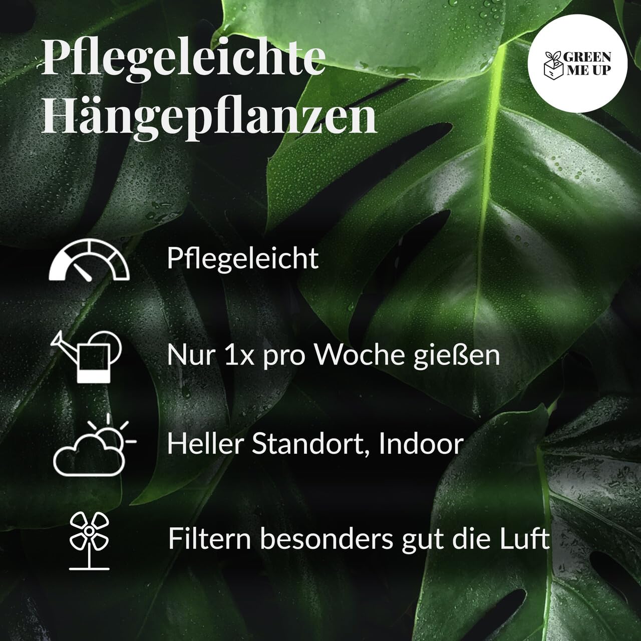 zamioculcas raven variegata Zamioculcas Zamiifolia Raven Pink Variegata