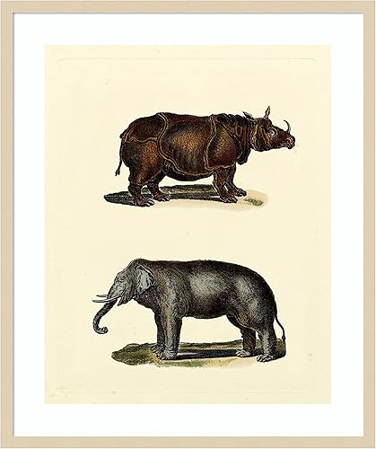 Amanti Art Framed Wall Art Print (28x33) Animal Studies IV by Vision Studio Framed Poster for Wall Decor, Living Room, Bedroom, Bathroom, Kitchen,