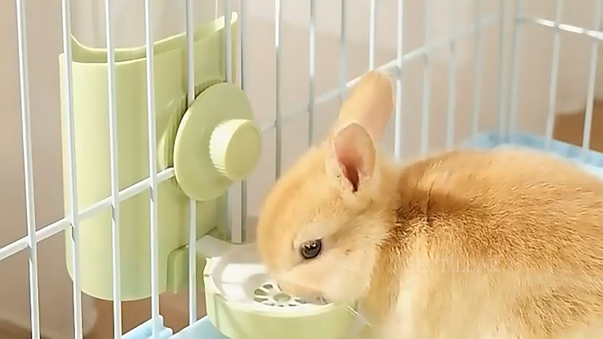 Waterdispenser Cosy voor knaagdieren - Groen Waterdispenser Cosy voor knaagdieren - Groen