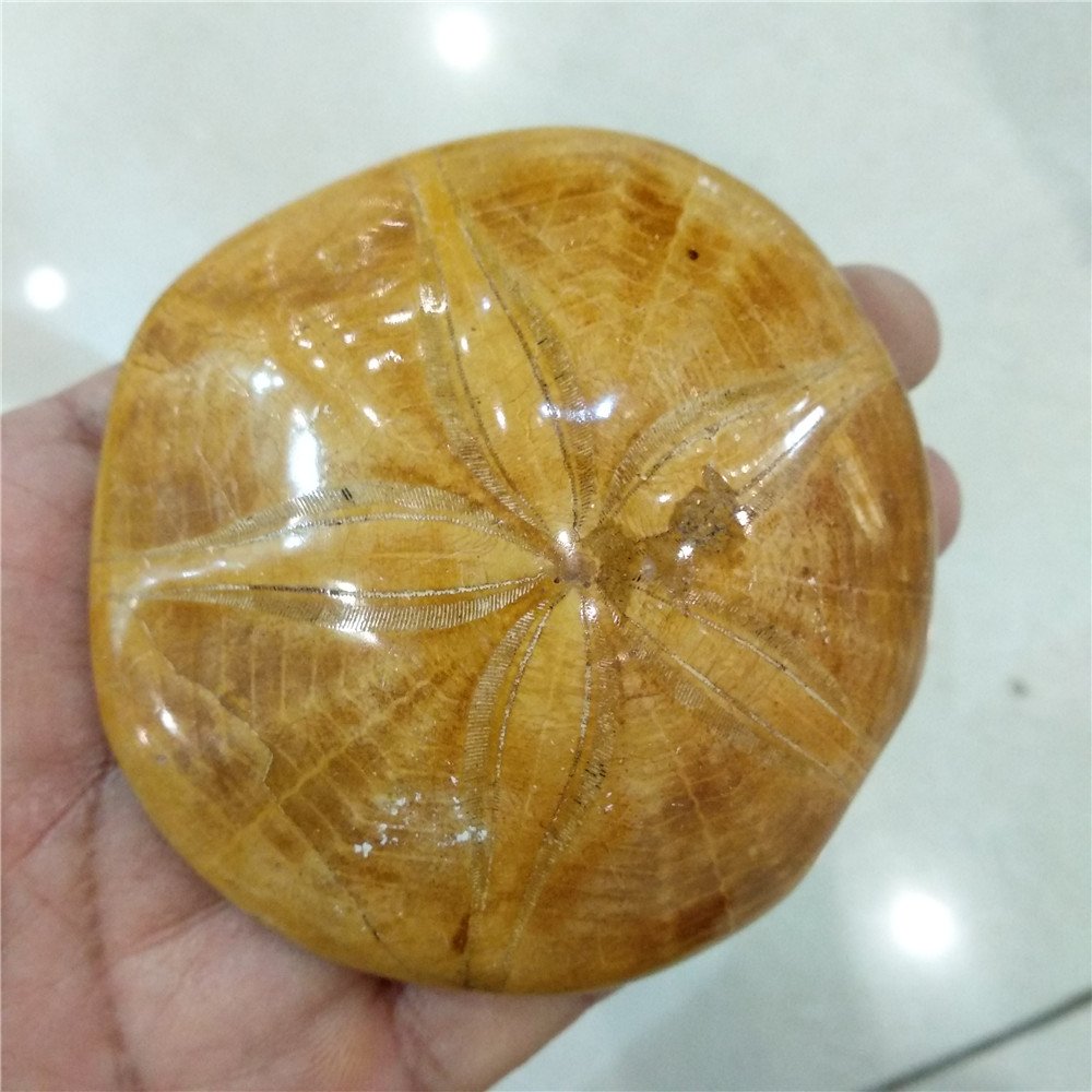 Rare SEA Urchin Star Fish Fossil Sand Dollar Fossil