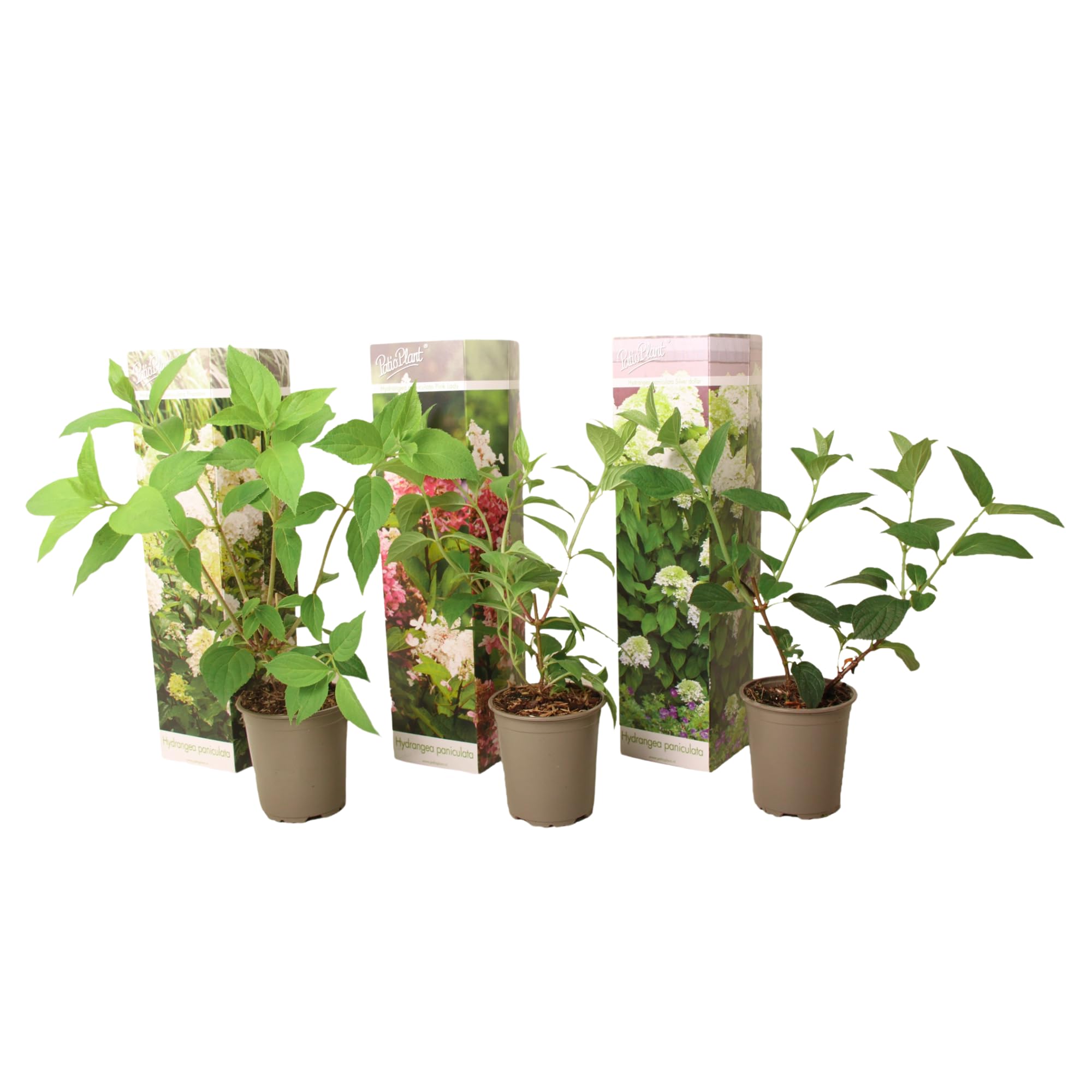 Plant in a Box - Hydrangea Paniculata Mix x3 - Hydrangea Paniculata 'Pink Lady', 'Phantom', 'Silver Dollar' - ¡Perfecta para el jardín! - Maceta 9cm - Altura 25-35cm