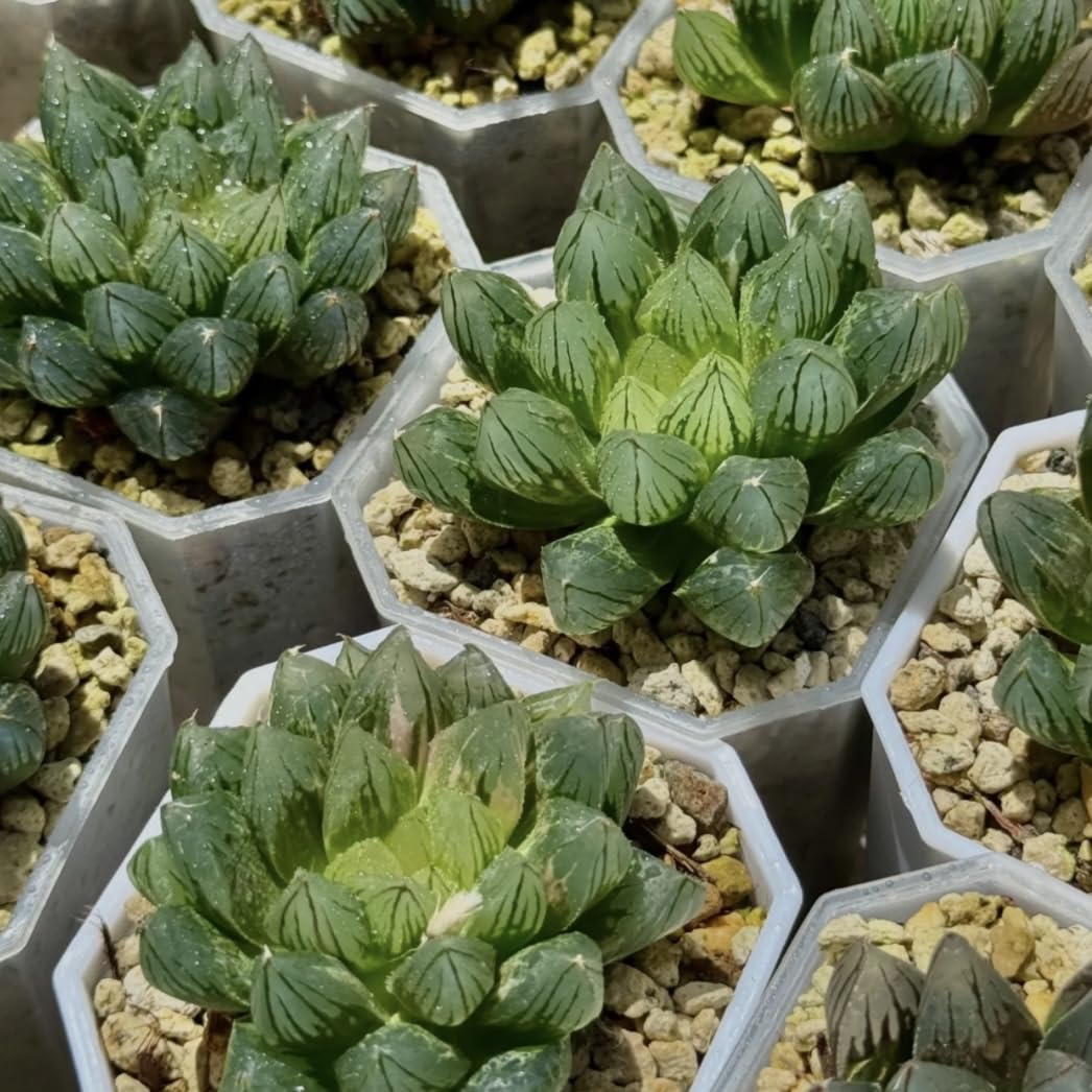 Amazon｜多肉植物 観葉植物 ハオルチア ハオルシア 竜爪オブツーサ錦