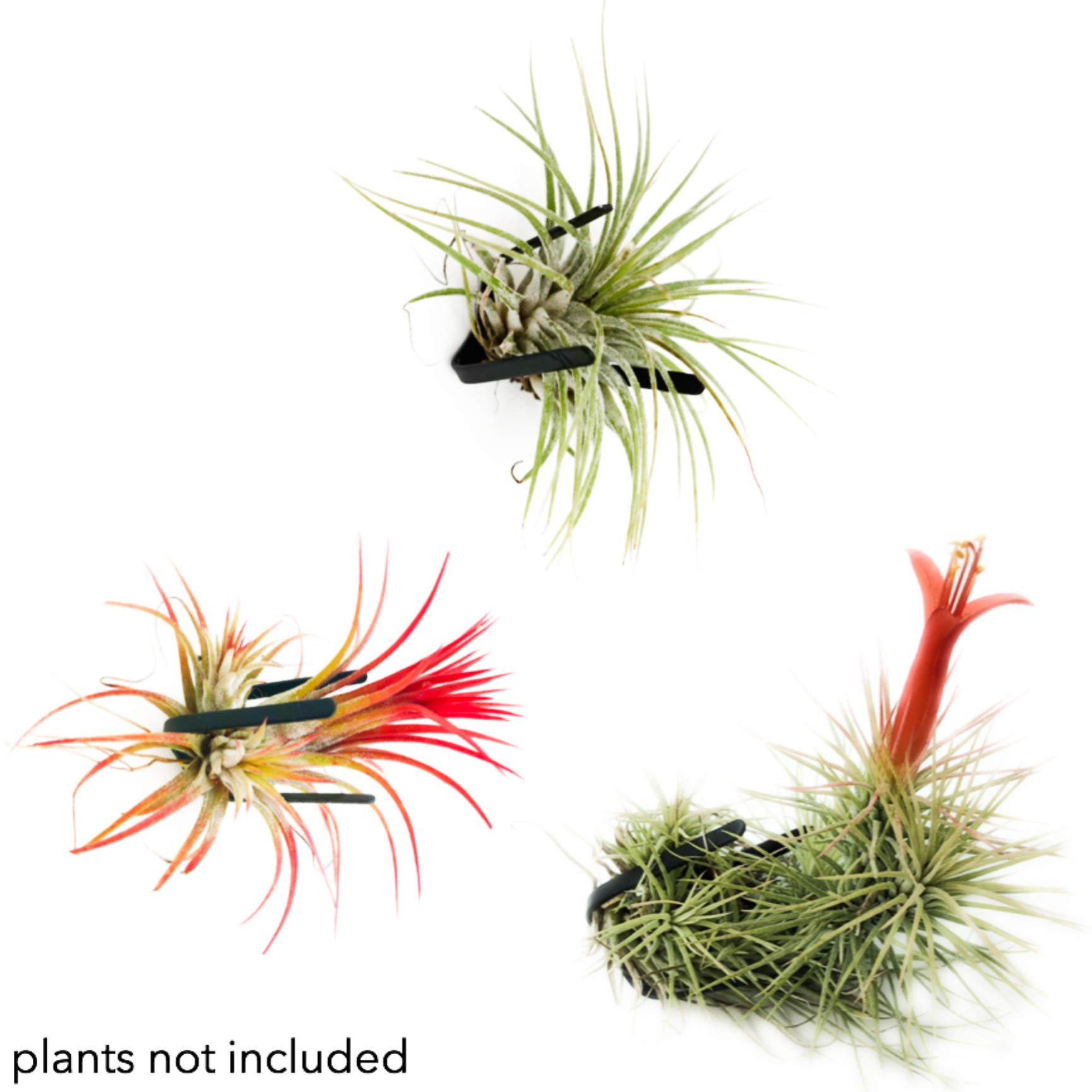 Wall Planter 3 Sets Wall Air Plant Holder Wall Terrarium Orchid Mount Airplant Holder Air Plant Containers Hanging Orchid Planter Wall Mounted Plant Hook B3