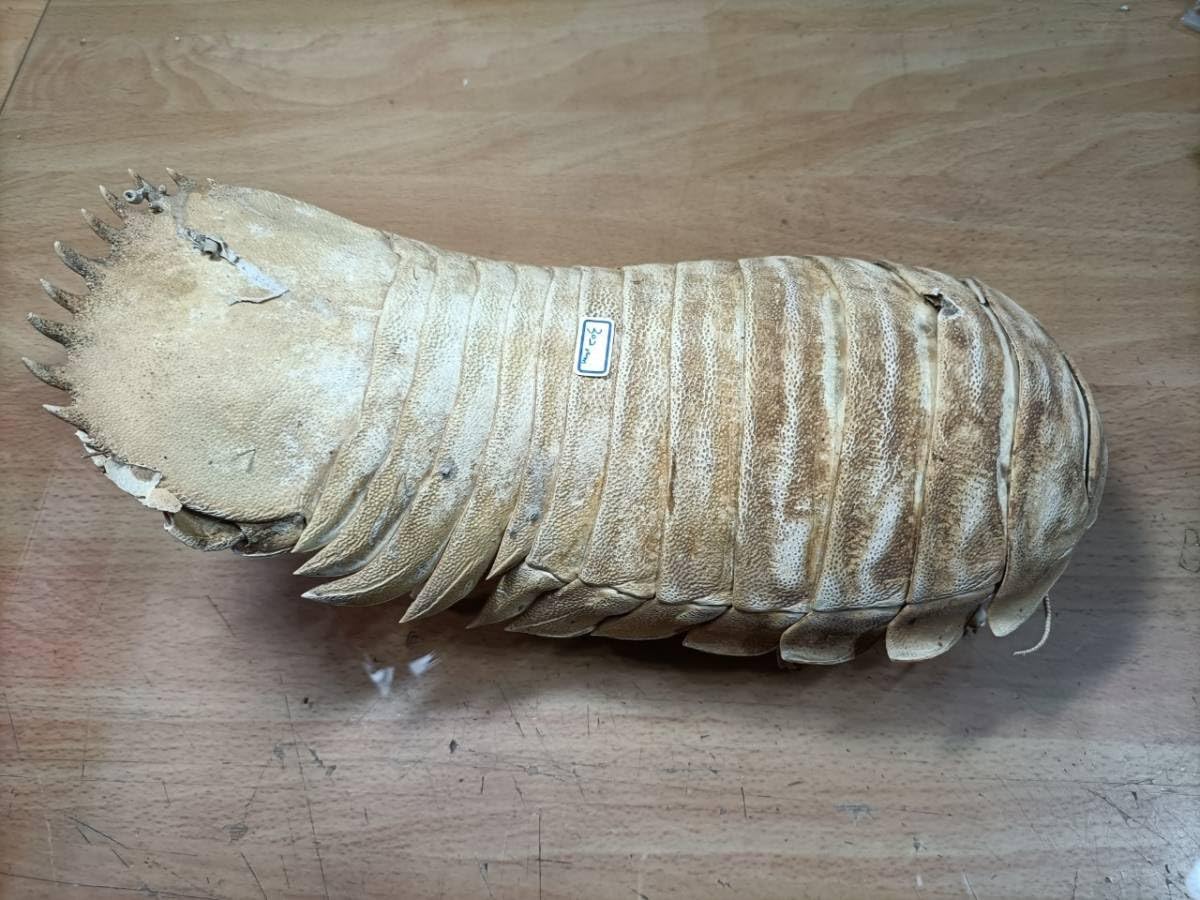 Amazon.co.jp: 標本 大王具足蟲 ダイオウグソクムシ bathynomis