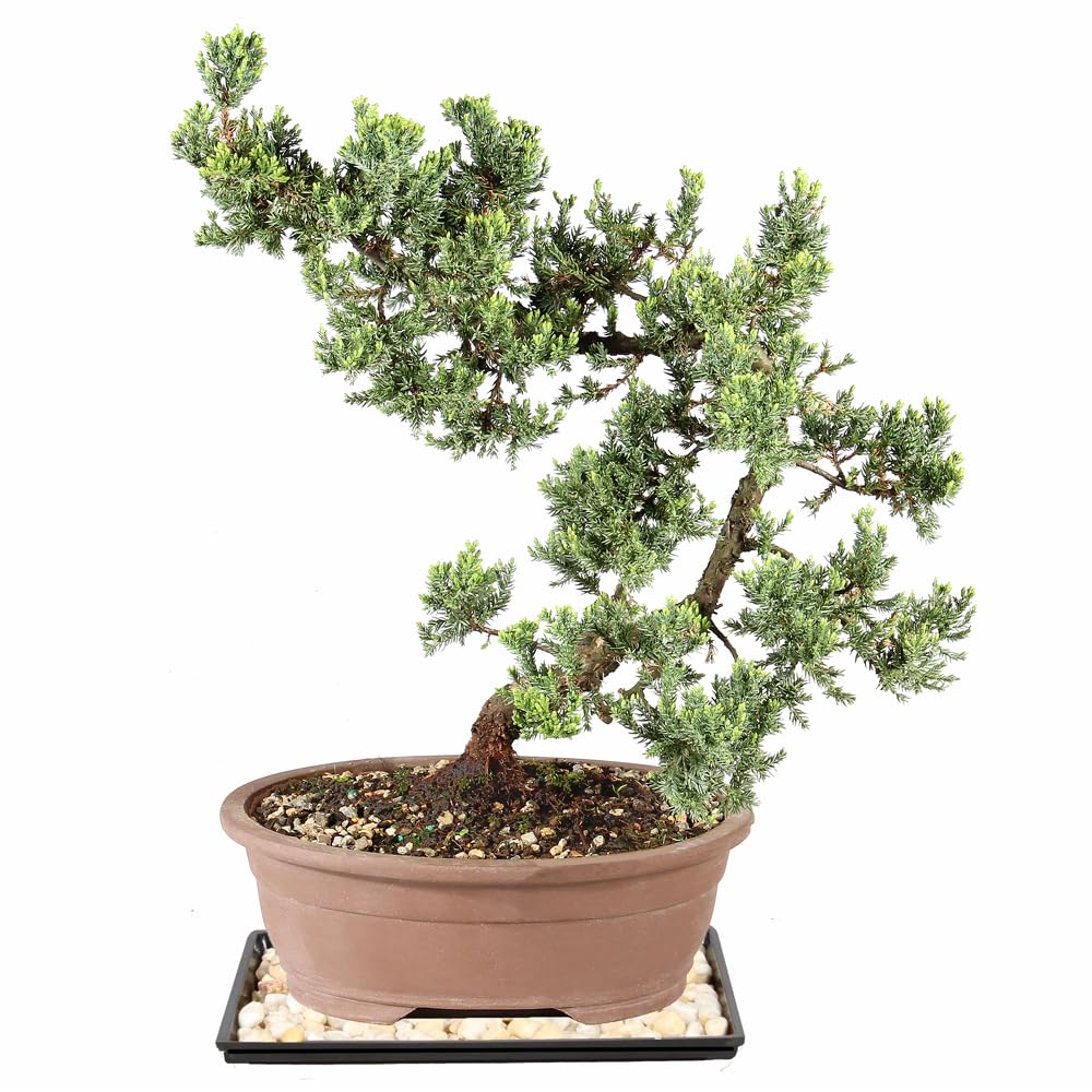 Brussel's Bonsai - Large Juniper Live Bonsai Tree, Potted Indoor Plant