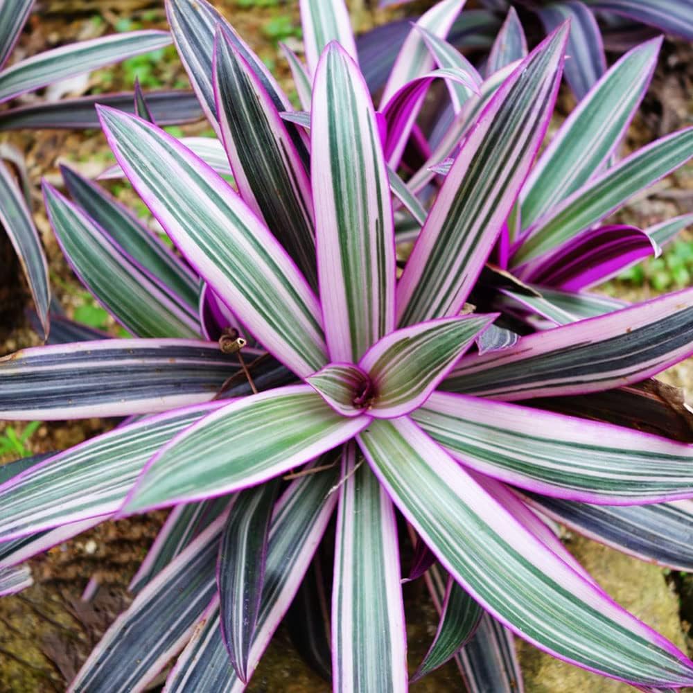 Semi Di Lavanda Profumata - Bustina Da 0,5 Grammi Per Coltivazione In Giardino O Vaso - Foto 3