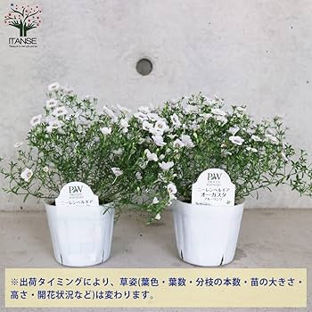 ニーレンベルギア様 リクエスト 4点 まとめ商品 ニーレンベルギア様 リクエスト 4点 まとめ商品 - メルカリ