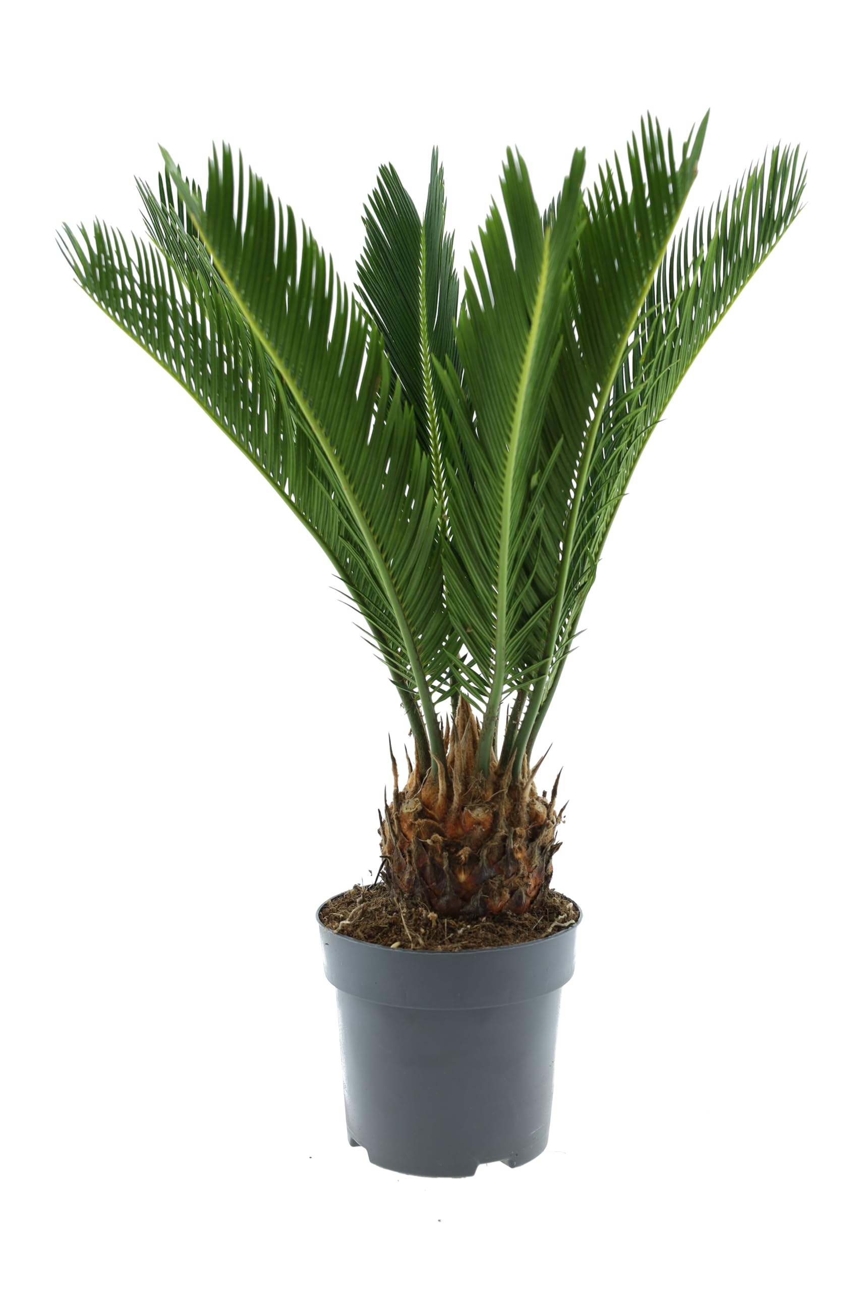 Cycas Revoluta (Sagopalme) Zimmerpflanze – Exotische Palme für Innenräume, Pflegeleicht & Langlebig (2, 60-70 cm)