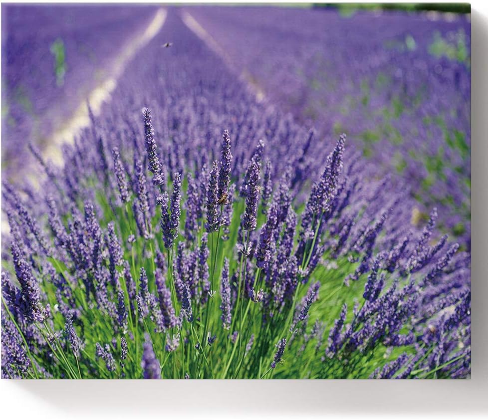 DIY Oil Painting by Number Kits with Brushes 16x20 Inch