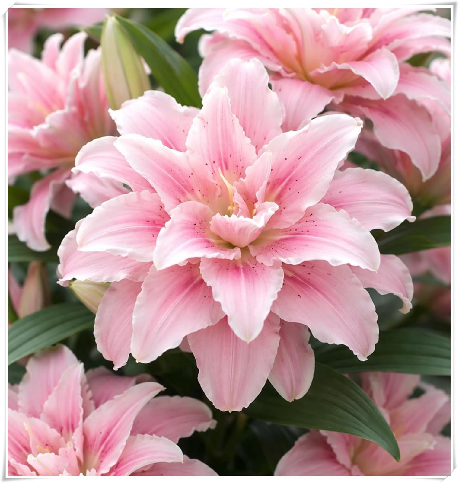 Lily Bulbs for Planting Now, Excellent Display- Suitable for Garden Plants- Landscape Design-4 Bulbs-D