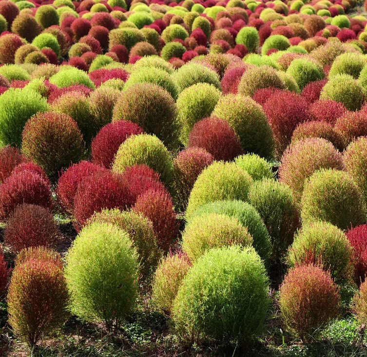 SRI SAI FORESTRY Kochia Burning Bush Seeds (Green Red Mix) Kochia Seeds for Gardening Kochia Plant Seed - Pack of 100 to 300 (B0BGCGS75R) Amazon Price History, Amazon Price Tracker