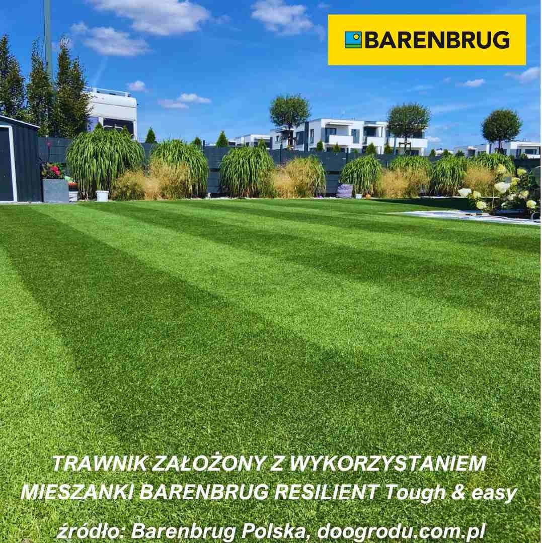 Erba resistente Barenbrug Resilient Blue Prato, 1 kg Semi di erba universali