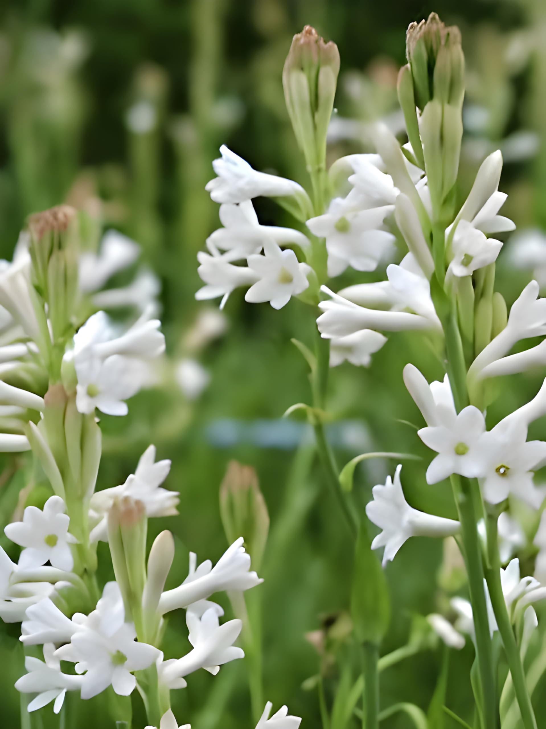 Gramin Store Rajanigandha Tuberose Flower Bulbs, White, Fragrance Rich Blooms, Small Size, 100 Pcs.-image-46