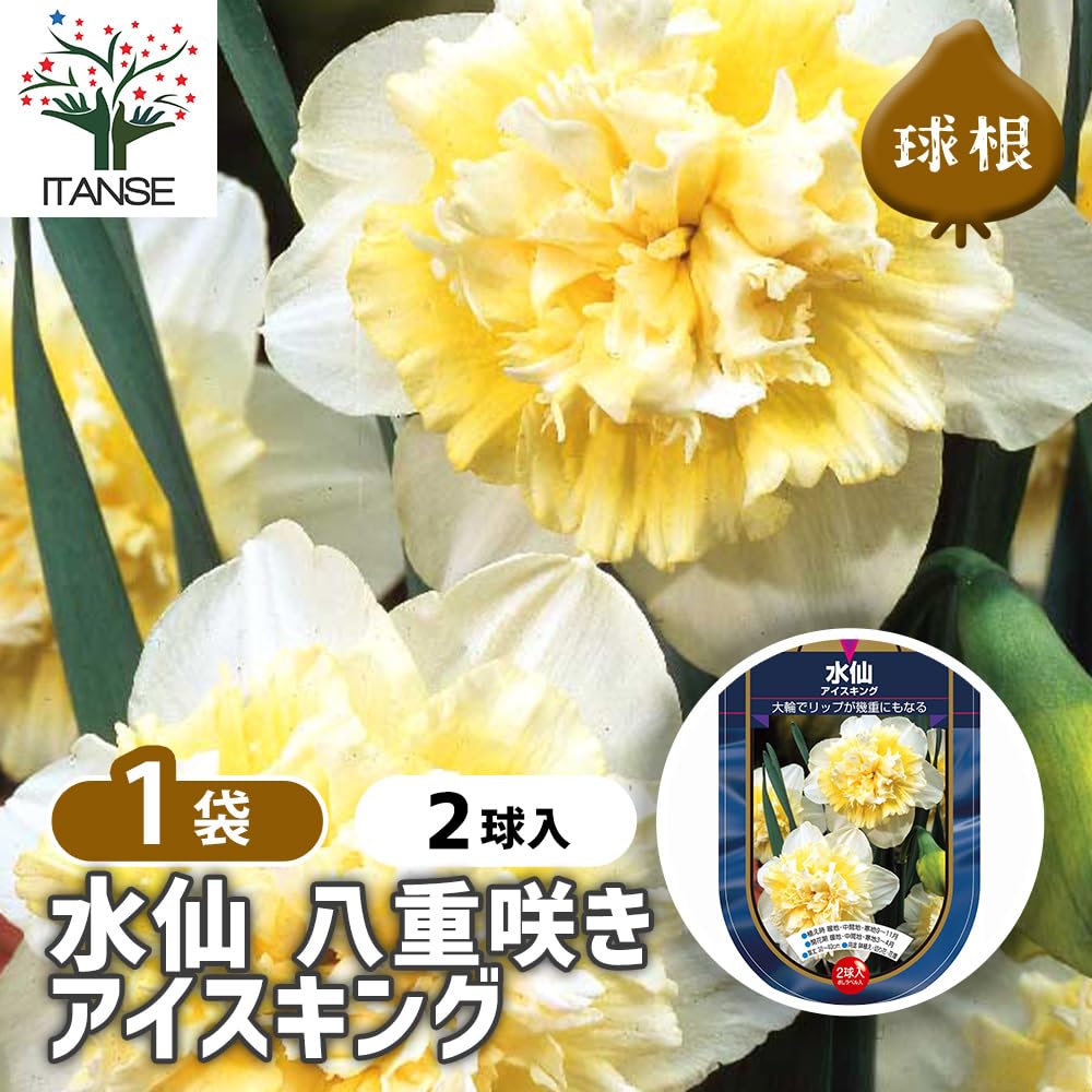 Amazon.co.jp: ITANSE 花球根 八重咲き水仙 アイスキング 2球