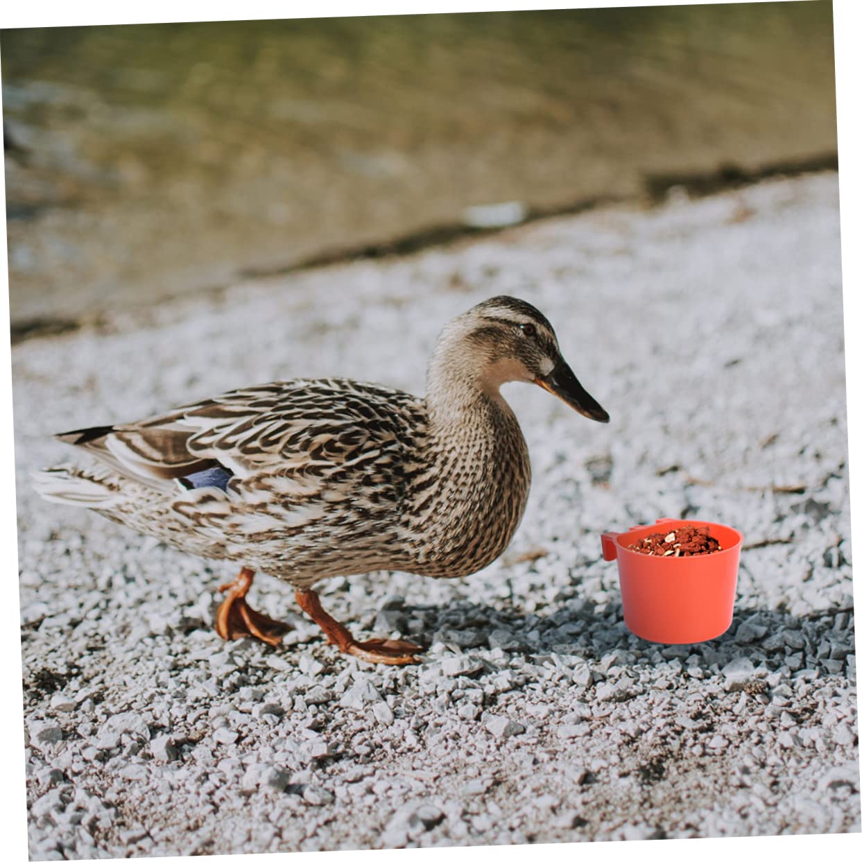 12 Uds Mini Suministros Útiles para Chinchilla Soporte para Jaula para Beber Y Comer Tazones para Cacatúa Colibrí Rojo Taza para Animales Pequeños Alimentación Pesada