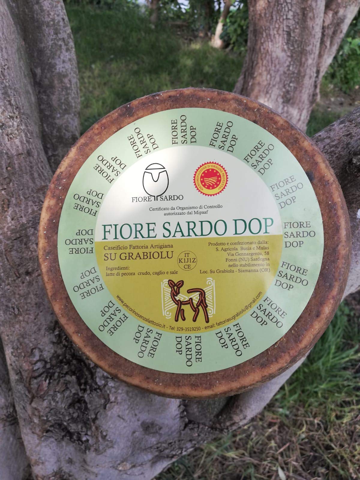 Fiore Sardo Dop di Su Gabiolu. 1 forma da 3.5 kg. Pecorino a latte crudo leggermente affumicato, prodotto da Giovanni Busia, a Siamanna. Sardegna