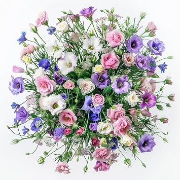 Mixed Lisianthus Flower Seeds for Planting 100 pc, Lisianthus Seeds for Planting, As Shown in the Images