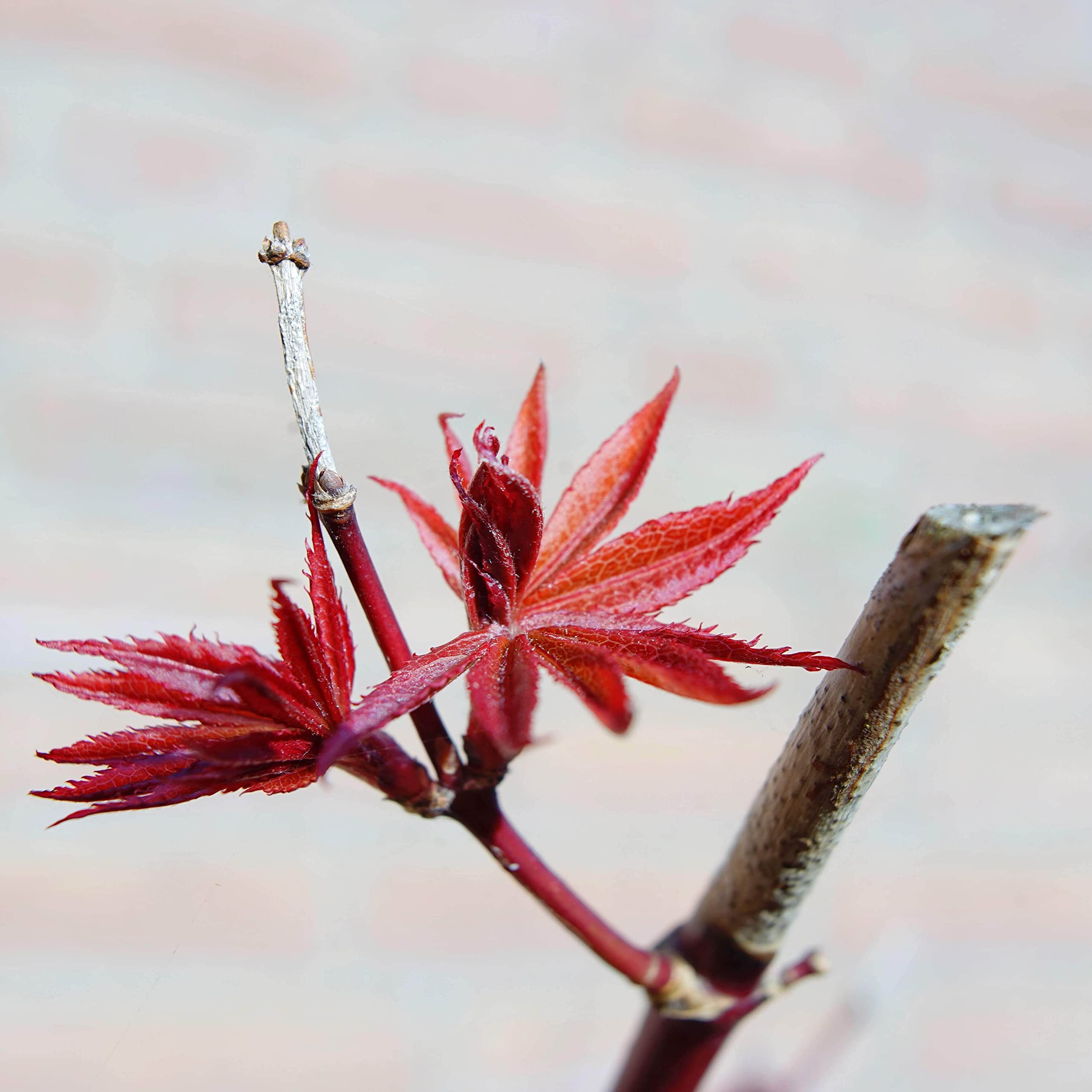 Amazon.com : Lensbaby Velvet 28 Compatible with F Mount : Electronics