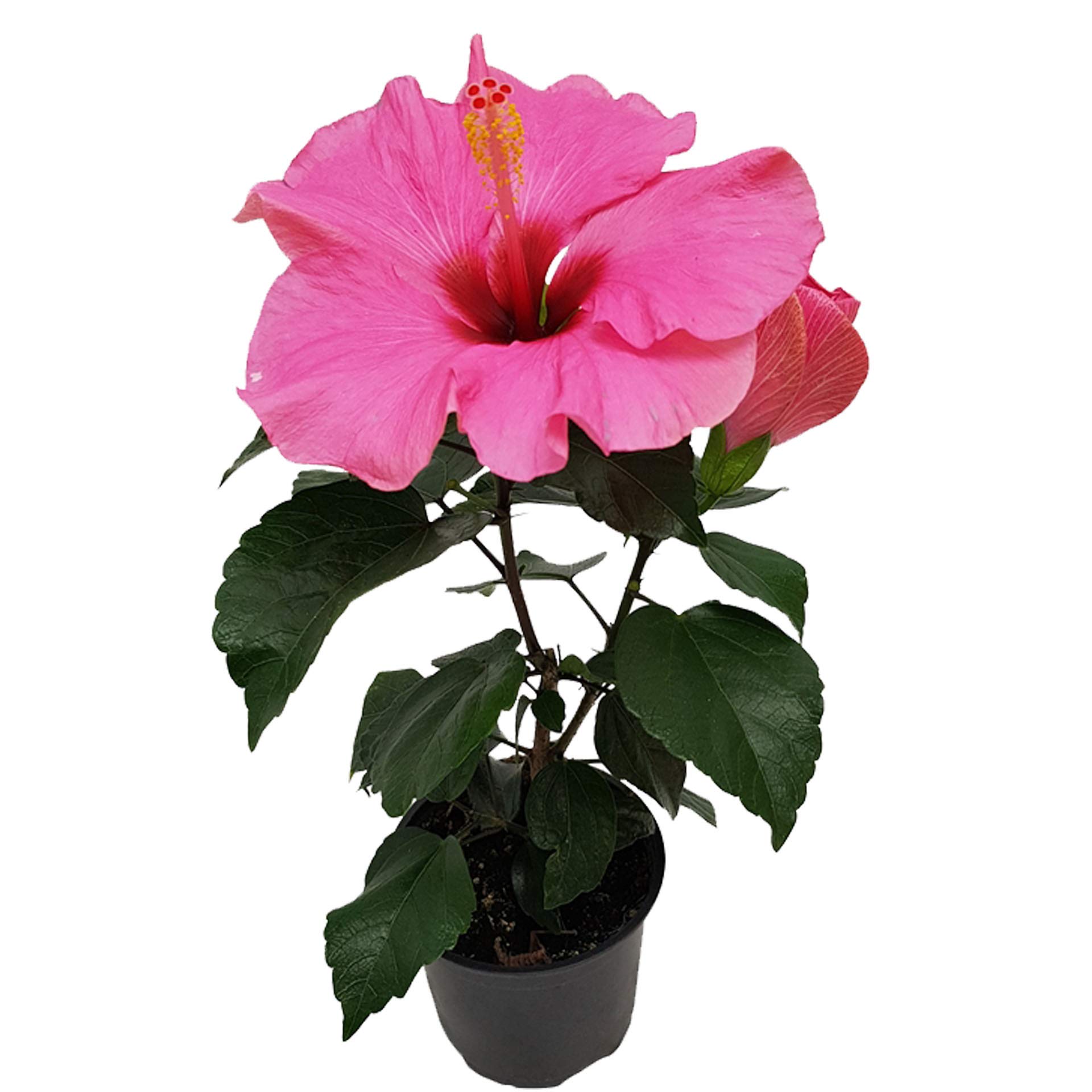 KUSHPLANT Pink flower Hibiscus, Gudhal outdoor Plant with pot