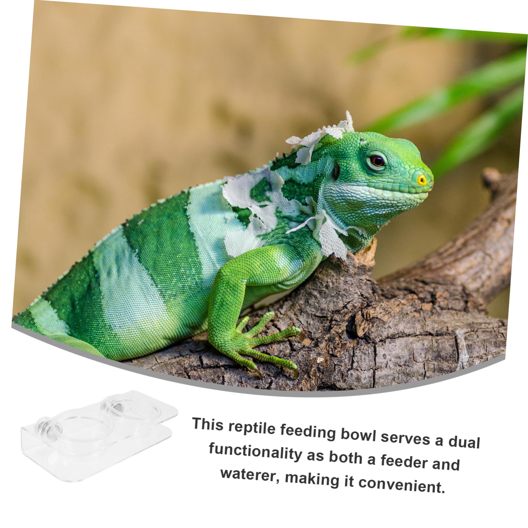 Yardwe 5 Juegos Comedero para Reptiles Cuenca De Agua De Reptil Tazas De Comida Gecko Repisa De Alimentación De Reptiles Repisa del Comedero para Gecos Alimentador De Gecos Acrílico
