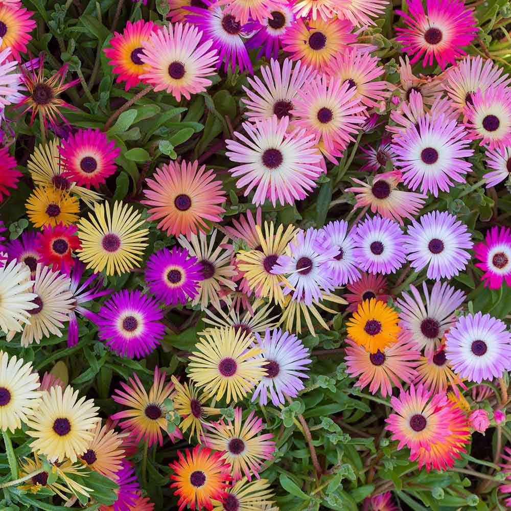 Simply Garden Marigold French Dwarf Double Mixed Seeds Grow Your Own Flowers - 5