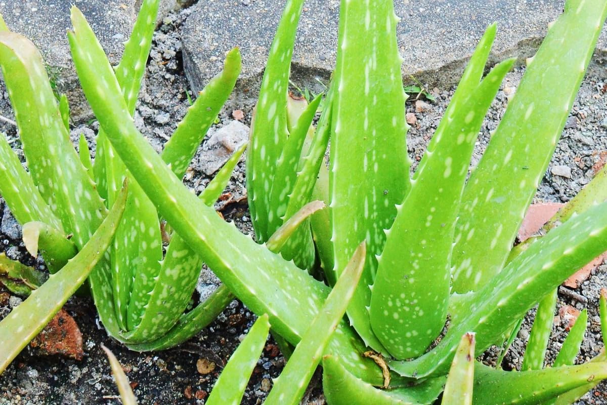 Amazon.com : Aloe Vera Plant Live, 4 Inc Potted, Live Aloe Vera Plant  Indoor, Succullent Plant Live : Patio, Lawn & Garden