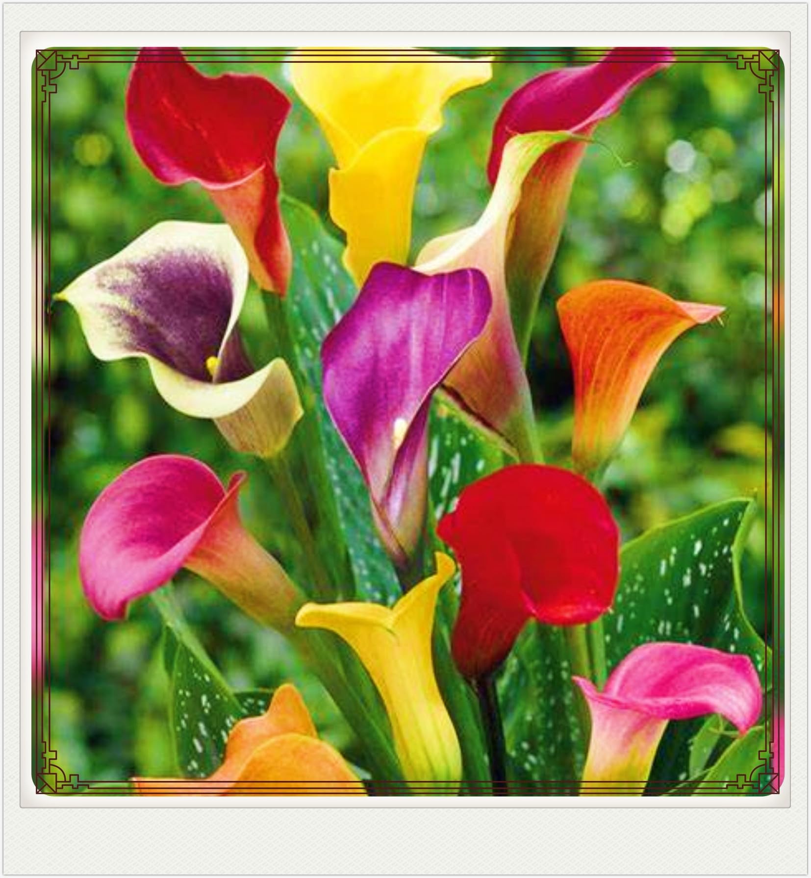 Calla Lily Plant Calla Lily Bulbs Perfect for The Garden-Landscaping-Excellent Displays-2bulbs-g