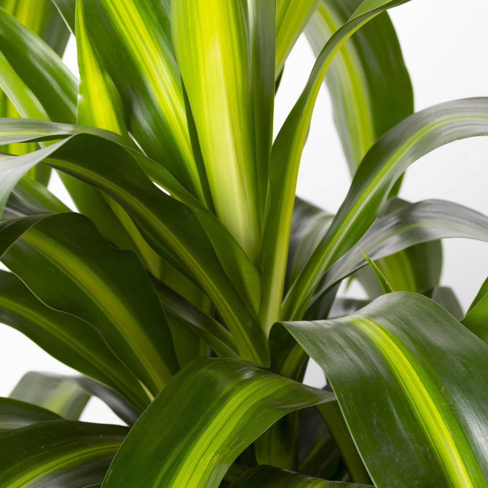 glücksfeder in wasser wurzeln Glücksfeder (Zamioculcas zamiifolia) kaufen main image 1