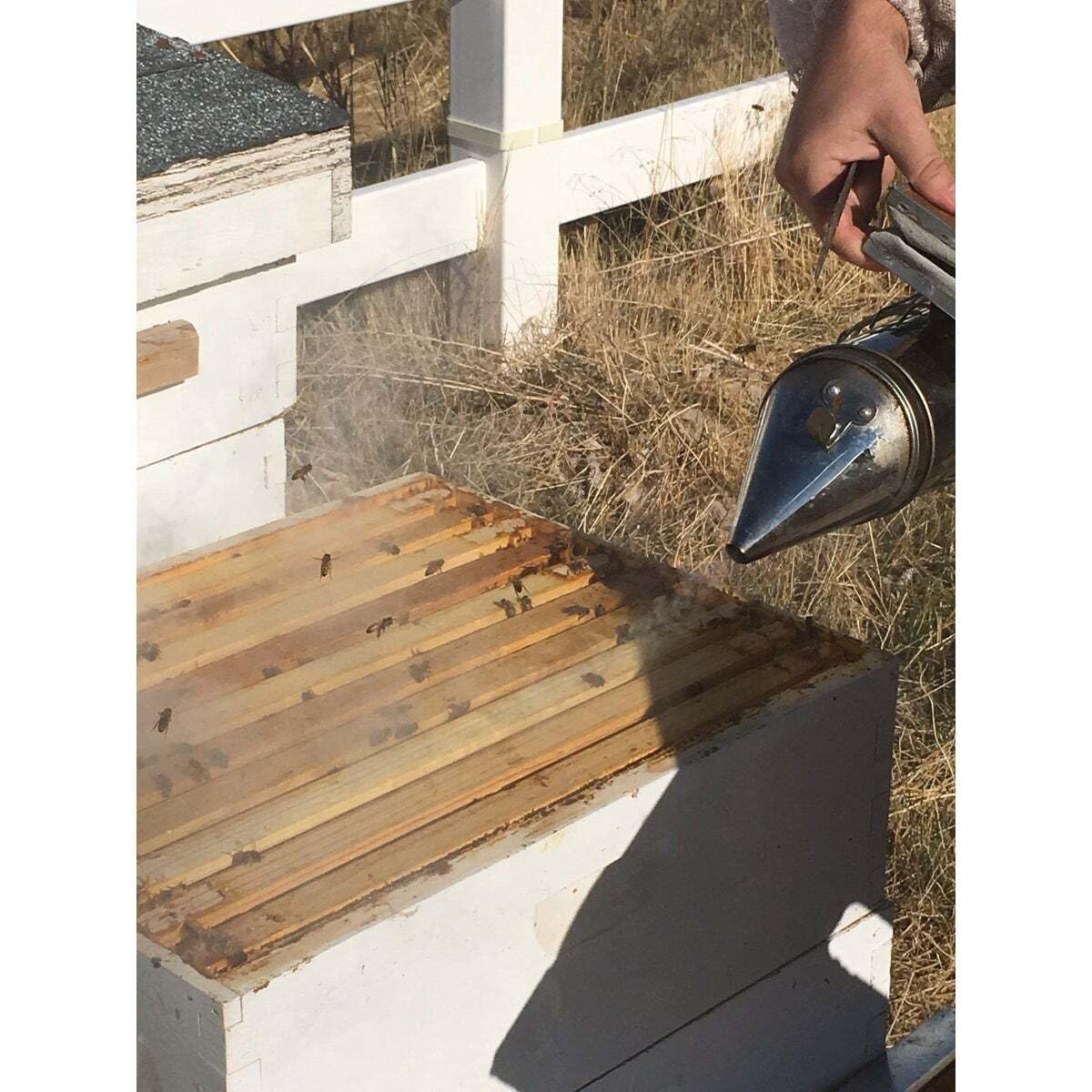 Harvest Lane Honey Standard Smoker, para el Apicultor de Patio, Fabricado con Fuelle de Cuero