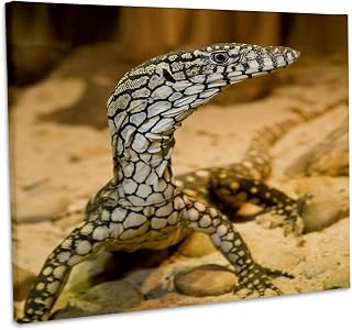 3dRose, Perentie Monitor lizard, Central Australia - NA02 DNO0698 - David Northcott, Museum Grade Canvas Wrap 20x16