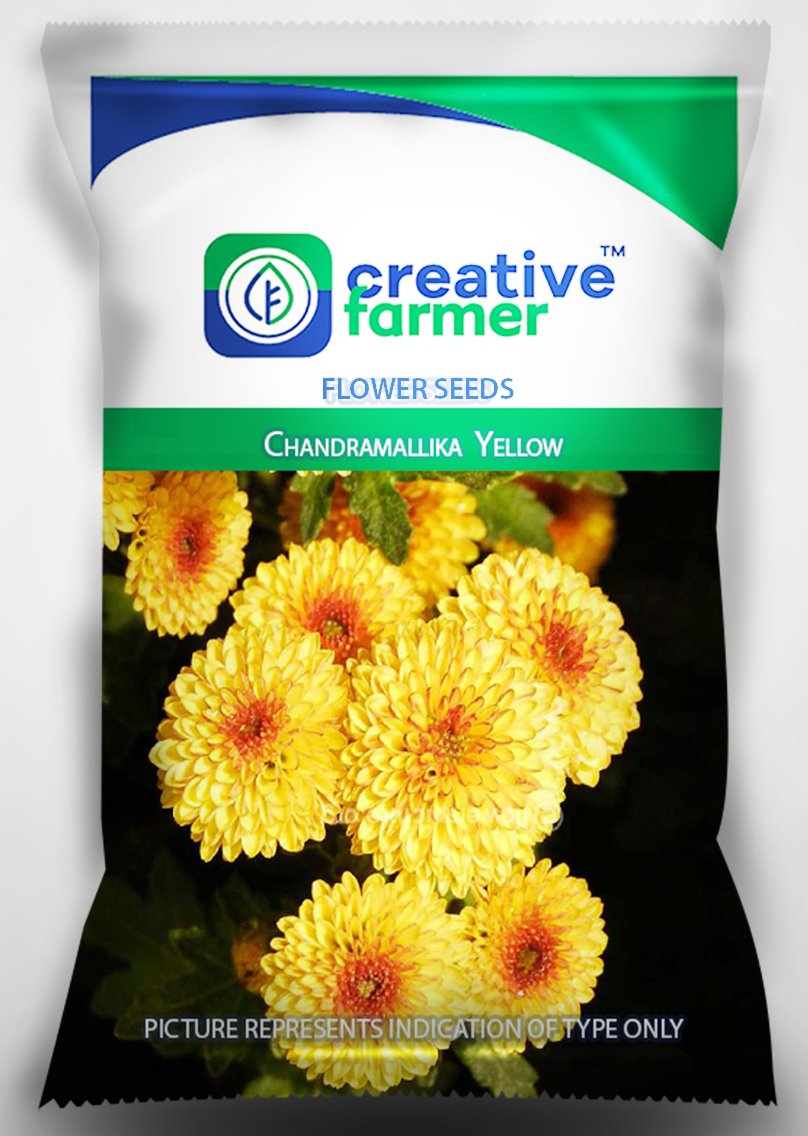 Creative Farmer Flower Seeds For Beginners Chandramallika Yellow