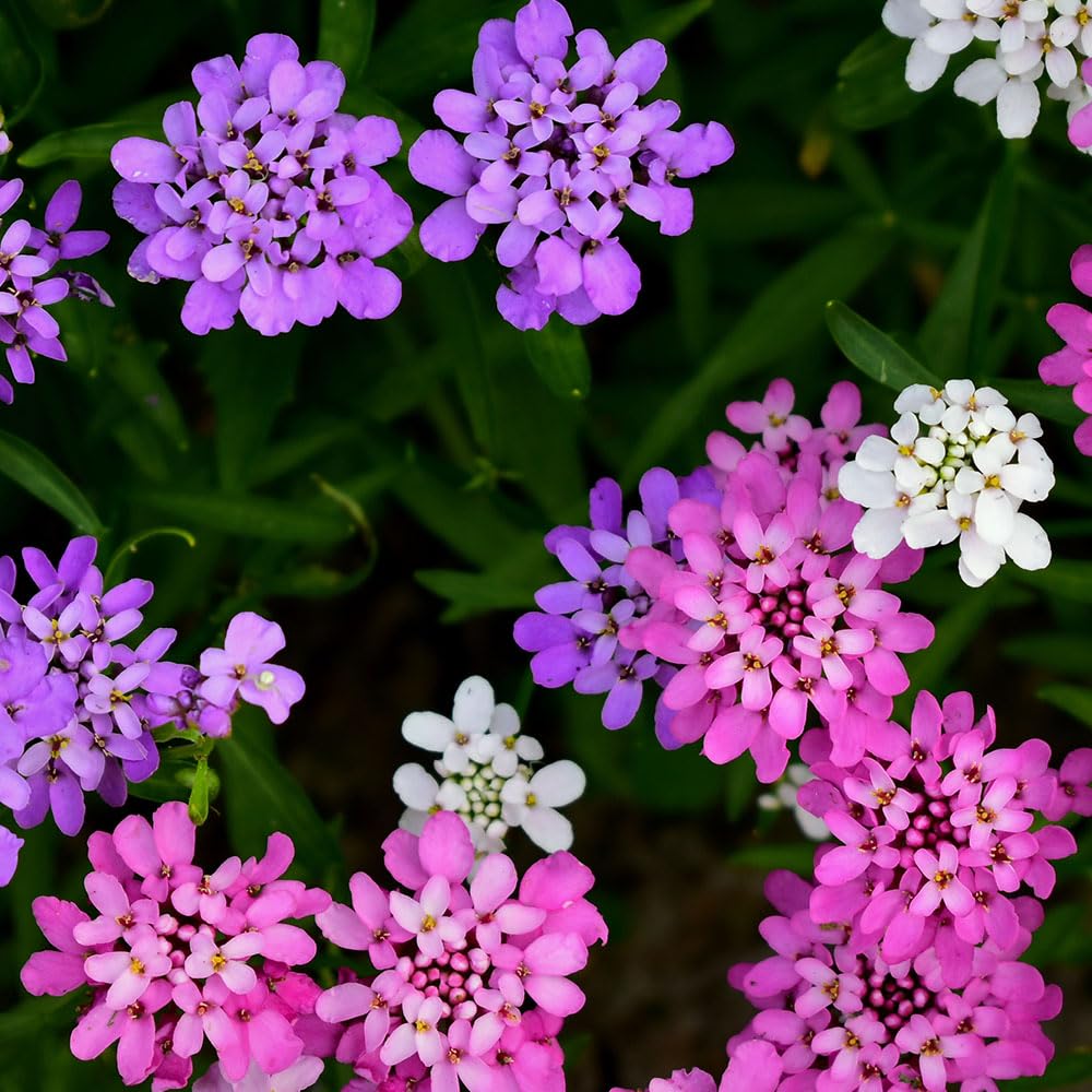 Candytuft Fairy Mix Seeds – Lightly Scented Favourite for Beds & Borders – Hardy Annual – for Your Beautiful Garden