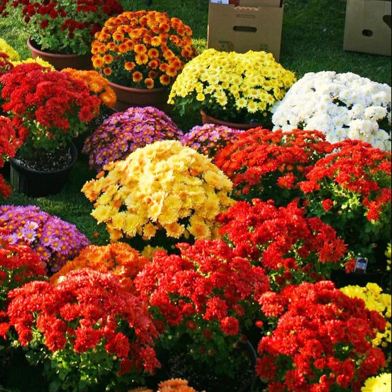300+ Ground Cover Chrysanthemum Flower Seeds Spreading Daisy-Like Blooms Fast Growing Drought Tolerant Perfect for Landscaping Edging Hillsides & Outdoor Garden Decor