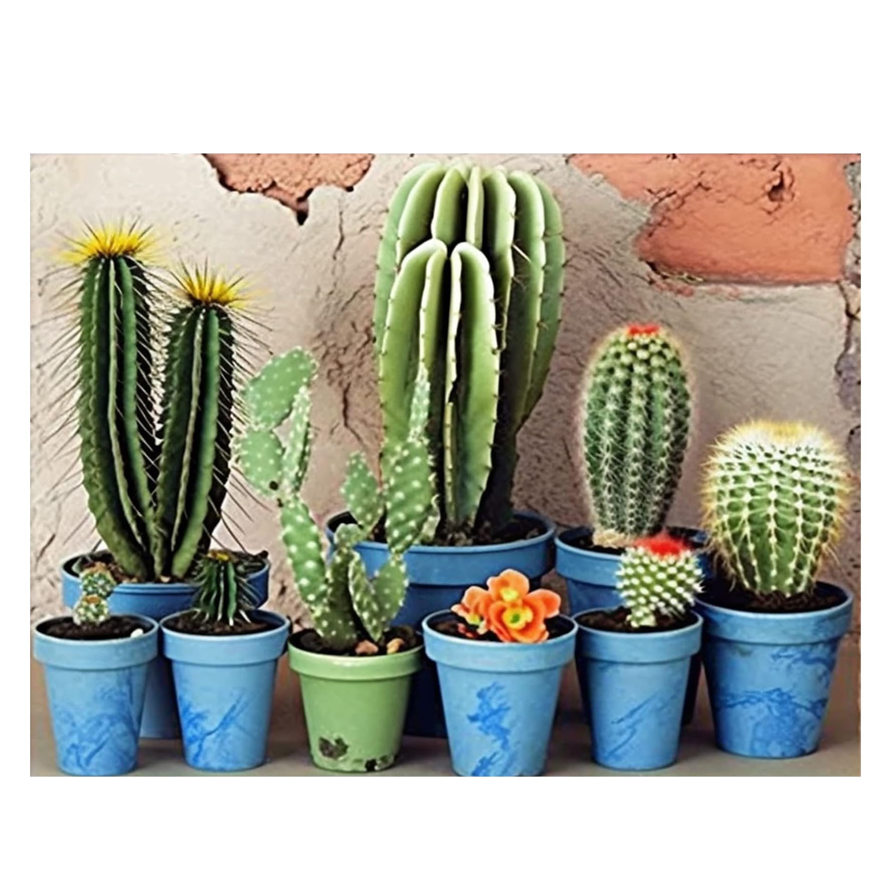 Bimkole 5D Diamond Art Painting Kits Potted Plant Cactus, Full Drill DIY Rhinestone Embroidery Set Paint with Diamonds Art by Number Kits Cross Stitch Home Wall Craft Decoration (12x16inch)