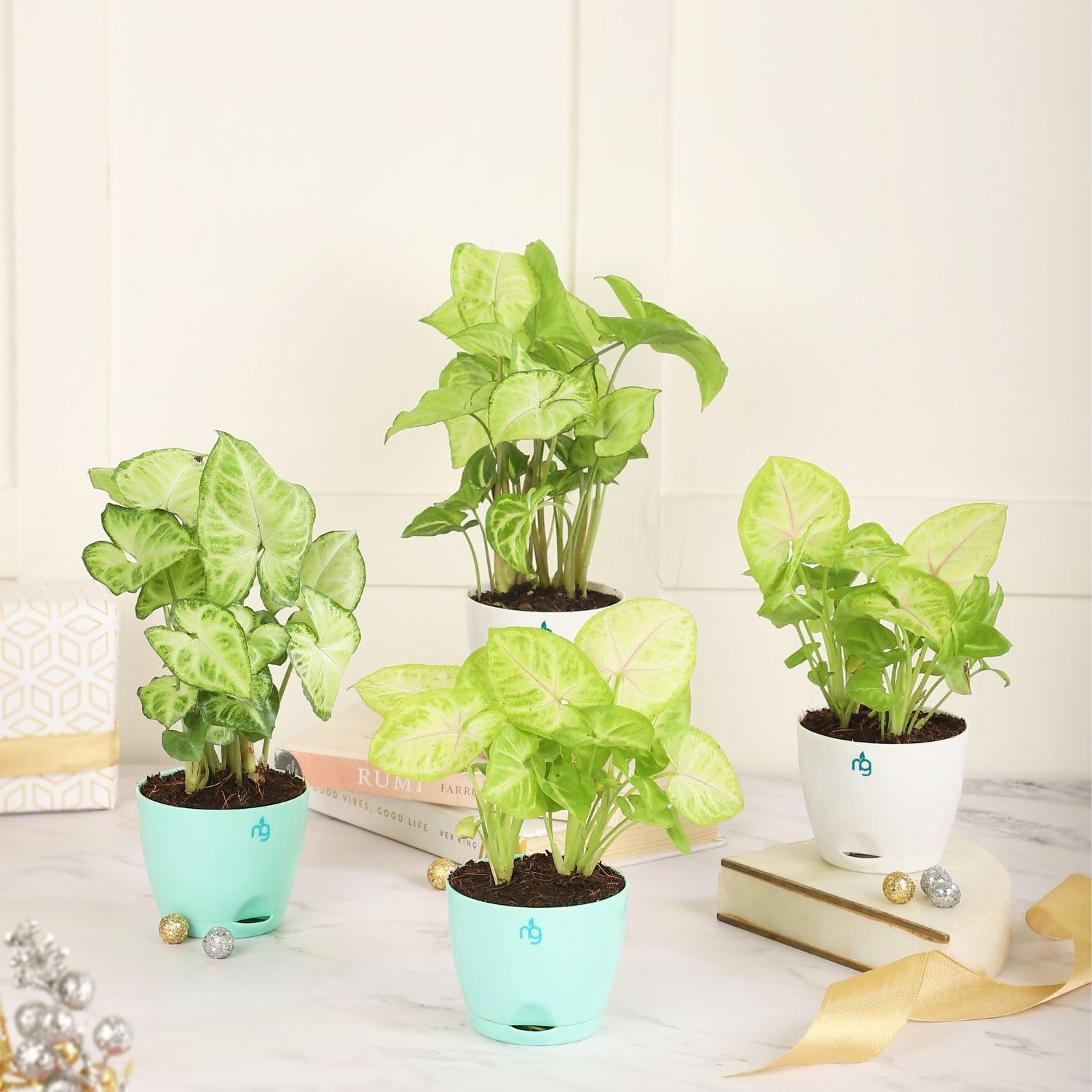 Nurturing Green® Combo of 4 Air Purfying (Angry Annu & Naughty Nysa Plants) in Self Watering Plastic Pot | Indoor Plants for Home Decore | Live Plants With Pots (B0DDY5RYFD) Amazon Price History, Amazon Price Tracker