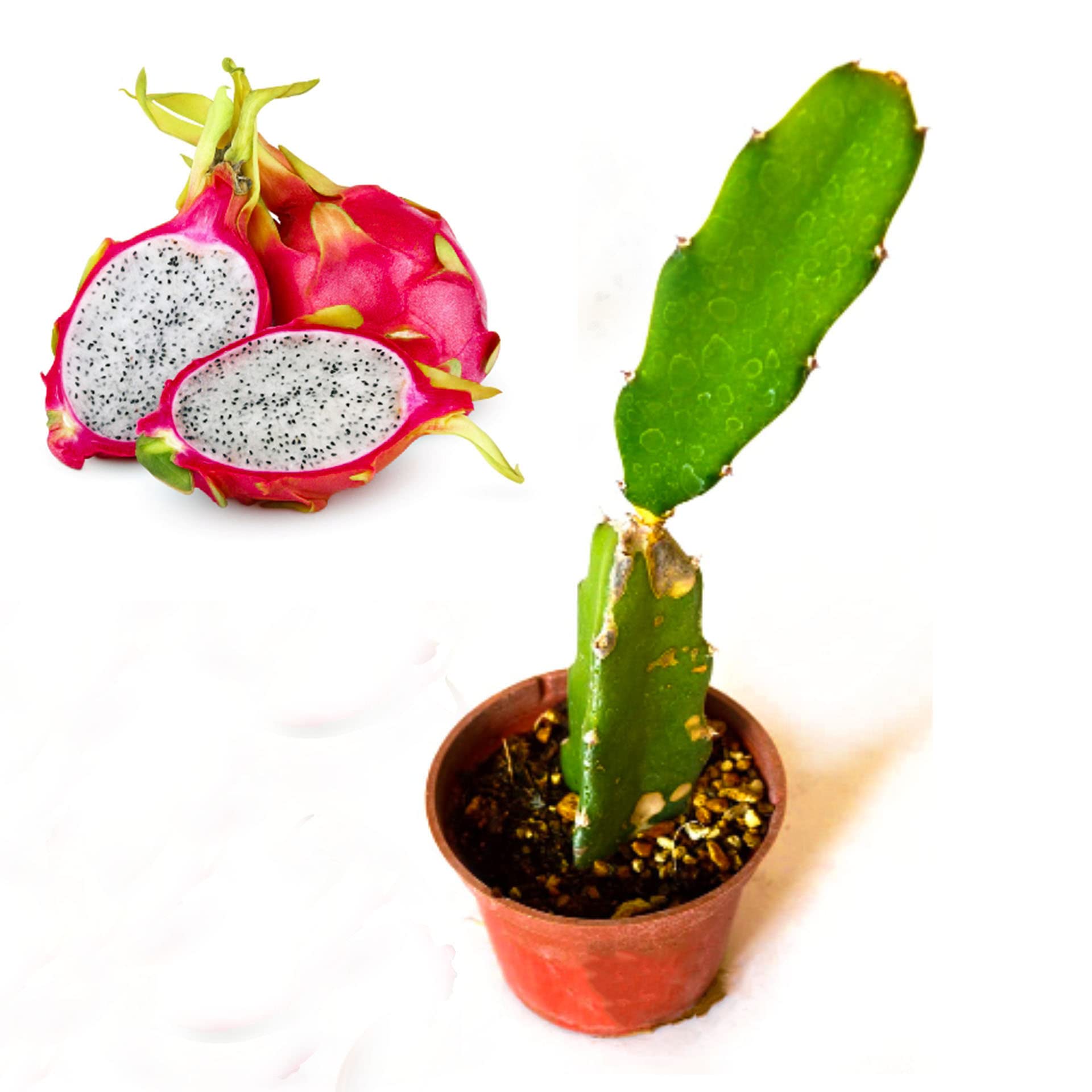 Cloud Farm Dragon Fruit Hybrid Live Plant - Pink Skin with White Flesh. (B0B65X1FRM) Amazon Price History, Amazon Price Tracker
