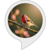 cantoras gospel infantil  Canto de Pájaros