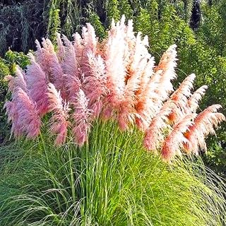 Pack 3 Pampas Grass Plants Live, Ornamental Pampas Grass Live Plants, in 2.5" Pots, Tall Grasses Seedlings (Pink Pampas Grass)