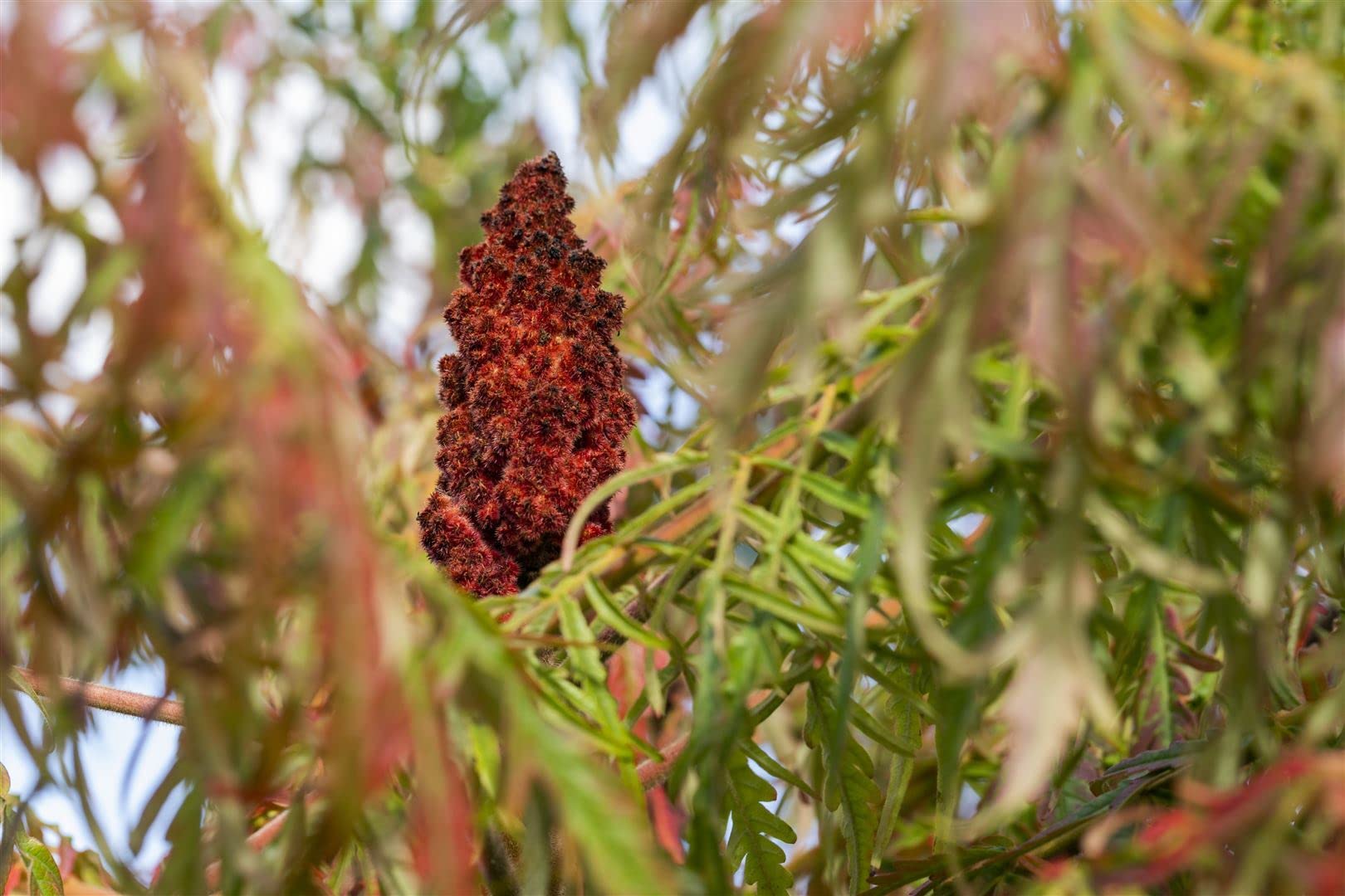 Essigbaum Rhus typhina Dissecta 60-80 cm Solitaergehoelz winterhart