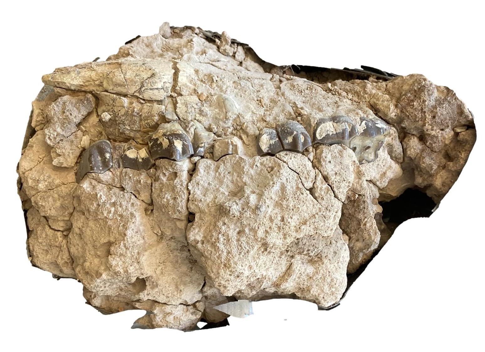 UNPREPARED Hyracodon Upper Skull Fossil #18155