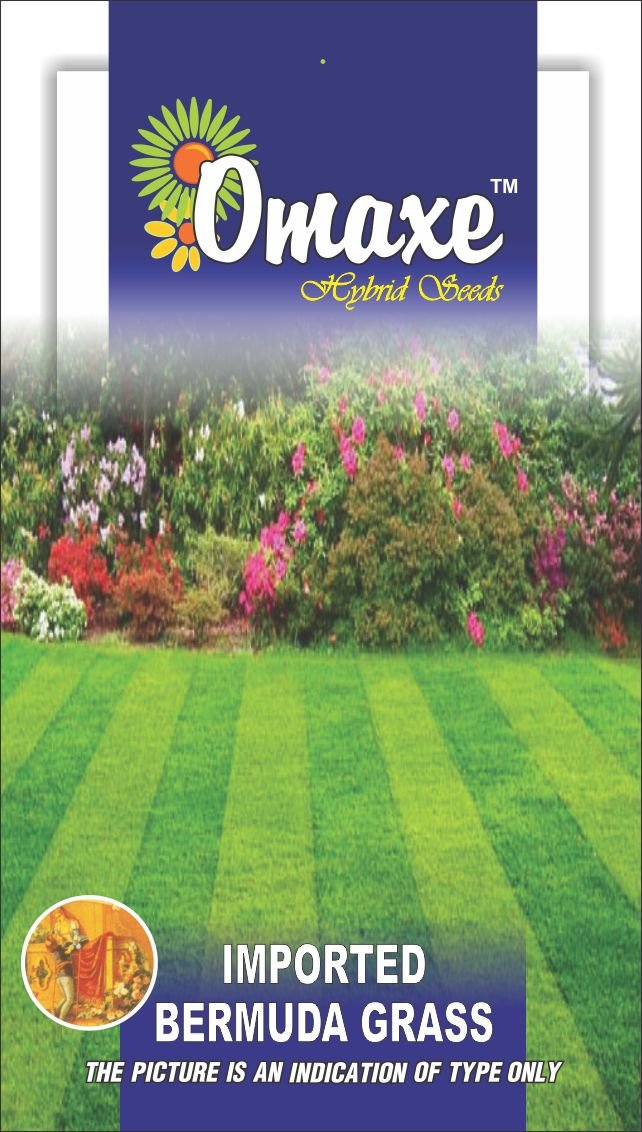 Bermuda Lawn Grass Seeds, suitable for round a year cultivation avg 200 seeds pack by Omaxe