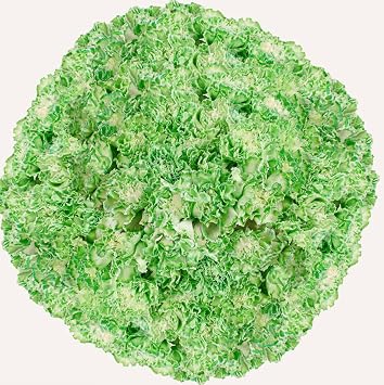 GlobalRose 400 Green Carnation Flowers - Responsibly Sourced Carnations Fresh Flowers - Hand-Picked Fresh Bouquet for Graduation, Anniversary, Birthday & Special Occasions 16 Bunches of 25 Stems