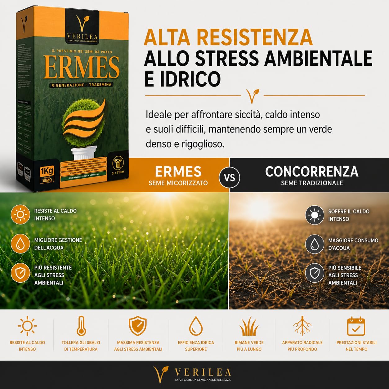ERMES Semi da Prato micorizzati, Loietto Perenne 90%, Poa Pratensis 10%, Crescita Rapida (10Kg per 350mq)